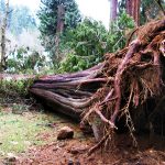 Big_tree_down