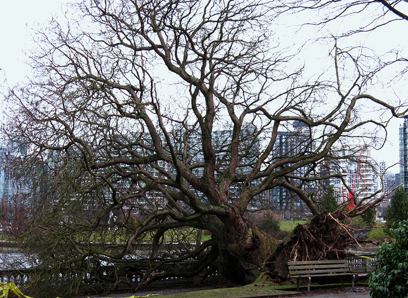 A large tree uprooted in Stanley Park by the 2006 storm. This one was left for children to climb on.