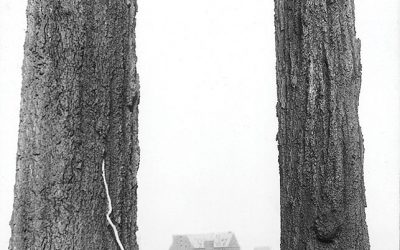 Douglas Firs in the West End, with the first Hotel Vancouver in the distance. Photo by William McFarlane Notman, McCord Museum #VIEW 1803.