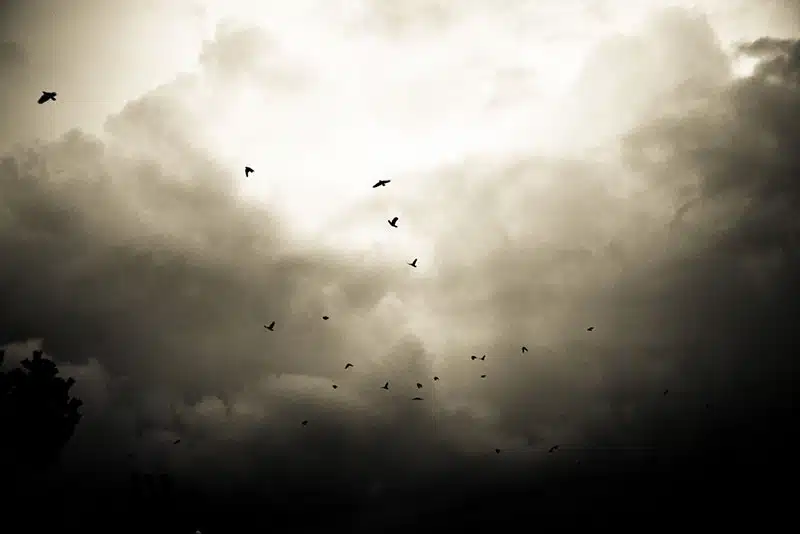 5 Secret Stories from Stanley Park 7 Crows on their daily commute over Vancouver. Photo from Flickr user Kenny Louie, cc by 2.0.