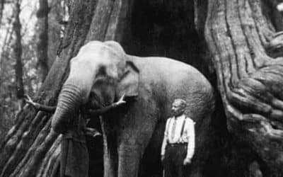 An elephant in the Hollow Tree at Stanley Park. Undated photo from Frank Gowen's Vancouver, 1914-1931 (Heritage House, 2001) [PNG Merlin Archive]