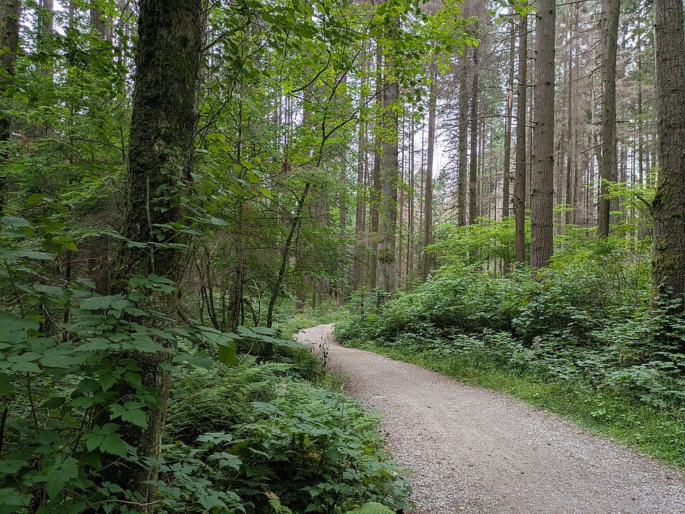 Top 5 Alternative Things to Do in Stanley Park 4 Trail in Stanley Park